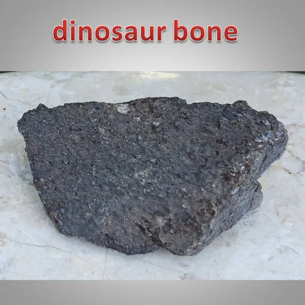 #2 dinosaur bone fossil